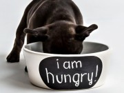 OurPets Debuts Many New Dog Products at SuperZoo 2015 The OurPet's Company Debuts Many New products at SuperZoo 2015