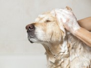 The Woof Pouf Offers a Whole New Way to Wash Your Dog The Woof Pouf Offers a Whhole New Way to Wash Your Dog