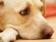 Two More Dog Foods Being Recalled for Possible Salmonella Contamination Two More Dog Foods Being Recalled for Possible Salmonella Contamination