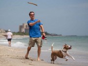 Visit Florida Launches Campaign to Lure Tourists and Their Dogs Visit Florida Launches Campaign to Lure Tourists and Their Dogs