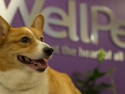 WellPet Excels at SuperZoo 2015 WellPet Excels at SuperZoo 2015