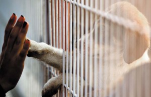 Where to Buy Puppies? Where to Buy Puppies