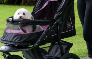 Why You Should Be Proud of Your Dog Stroller Why You Should Be Proud of Your Dog Stroller