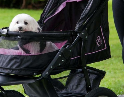 Why You Should Be Proud of Your Dog Stroller Why You Should Be Proud of Your Dog Stroller