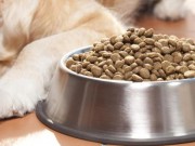 Woman Says A Newly Recalled Dog Food Gave Her Dog Listeria Woman Says A Newly Recalled Dog Food Gave Her Dog Listeria