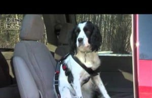 Keep Your Dog Safe While Traveling with the PetBuckle Seat Belt Harness