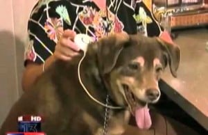 The Assisi Loop is an Alternative to Traditional Arthritis Treatments