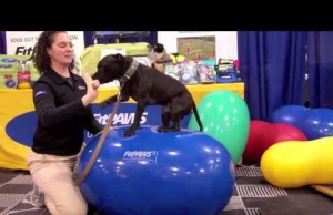 Increase Your Dog’s Core Strength with the FitPAWS Egg