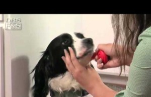 This Toothbrush is Designed to Make Brushing Your Dog’s Teeth Fast and Simple