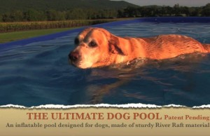 The Ultimate Dog Pool is Ideal For Pets That Like to Swim