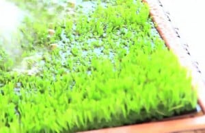 This Grass Litter Box for Dogs is Perfect for Porches and Patios