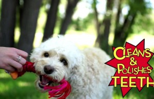 Winders from KONG Will Have Your Dog Wound Up in Fun