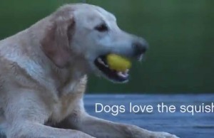 The Boz Dog Ball is Great for Fetching on Land or In Water