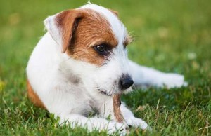 A Canine Death From Recalled Dog Treats Leads to a Business Venture A Canine Death From Recalled Dog Treats Leads to a Business Venture