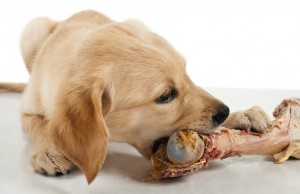 Sunday’s Recap: Are Raw Bones Good for Dogs? Are Raw Bones Good for Dogs