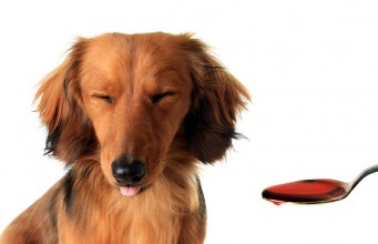 7 Vet Recommended Supplements for Dogs Best Vet Recommended Supplements for Dogs