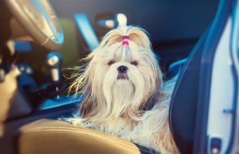 Buckle That Belt: Why You Need a Dog Car Seat Buckle That Belt - Why You Need a Dog Car Seat