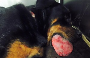 Canine Suffers Fatal Injury From Popular Chew Toy Canine Suffers Fatal Injury From Popular Chew Toy
