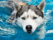 Dogs in Pools: Why Swimming is Good for Your Pet Dogs in Pools - Why Swimming is Good for Your Pet featured image