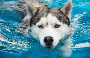 Dogs in Pools: Why Swimming is Good for Your Pet Dogs in Pools - Why Swimming is Good for Your Pet featured image