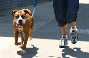 FuzzBunz Expanding Their Pet Product Line FuzzBunz Expanding Their Pet Product Line