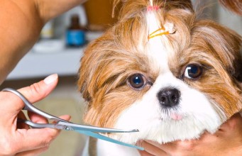 Grooming Different Types of Dog Coats Grooming Different Types of Dog Coats