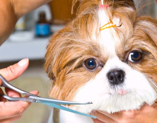 Grooming Different Types of Dog Coats Grooming Different Types of Dog Coats