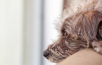 How I Help My Dog Deal With Separation Anxiety How I Help My Dog Deal With Separation Anxiety