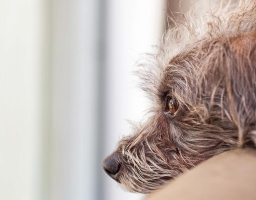 How I Help My Dog Deal With Separation Anxiety How I Help My Dog Deal With Separation Anxiety
