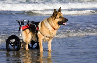 How to Improve Quality of Life for Disabled Dogs How to Improve Quality of Life for Disabled Dogs