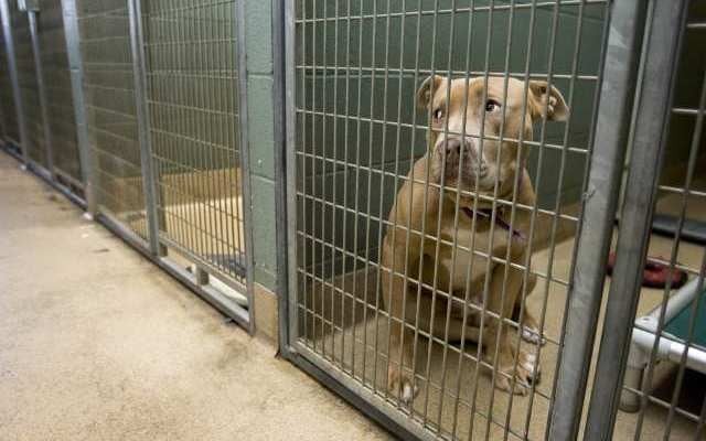 Law Says Animals Sold in Phoenix Pet Stores Must Come From Shelters and Rescues