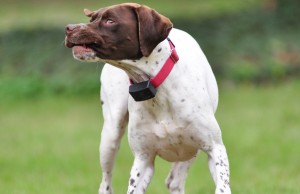 Stay Humane: Myths and Facts About Electric Dog Collars Myths and Facts About Electric Dog Collars