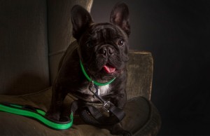 New High-End Pet Product Line Lights Up To Keep Dogs Safe New High-End Pet Product Line Lights Up to Keep Dogs Safe
