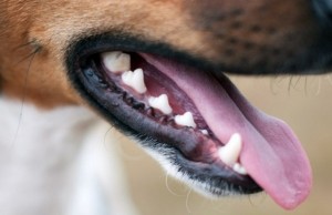 Oravet Dental Hygiene Chews Use Dual-Action Technology To Reduce the Formation of Plaque Oravet Dental Hygiene Chews Uses Dual Technology To Reduce the Formation of Plaque