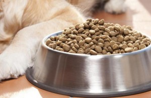 Pedigree Responds to Accusations of Foreign Substances in Their Products Pedigree Responds to Accusations of Foreign Substances in Their Products