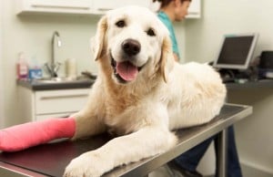 Let’s Talk: Pet Health Insurance Pet Health Insurance