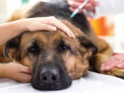 Pet Owner Claims Dog Died After Taking Common Heartworm Medication Pet Owner Claims Dog Died After Taking Common Heartworm Medication