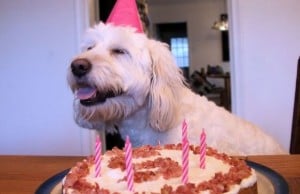 Puppy Cake Creates People Food That is Healthy for Dogs Puppy Cake Creates People Food That is Healthy for Dogs