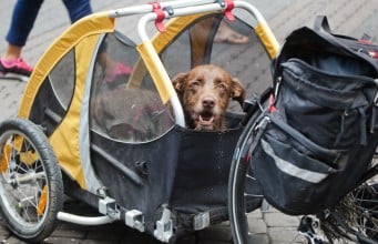 It’s Still Summer! Hit the Road with a Doggy Trailer Still Summer - Hit the Road with a Doggy Trailer