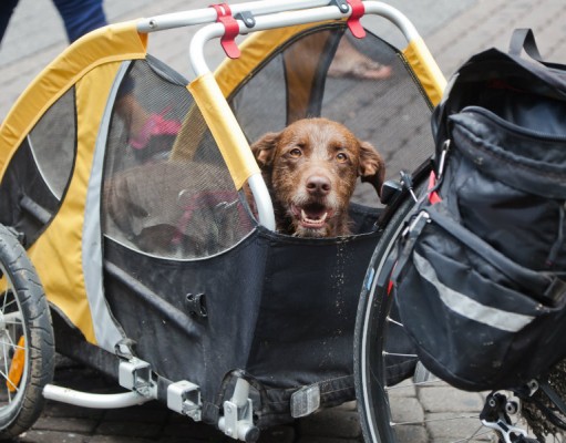 It’s Still Summer! Hit the Road with a Doggy Trailer Still Summer - Hit the Road with a Doggy Trailer