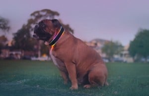 The Buddy Collar Keeps Your Dog Safe and Connected The Buddy Collar Keeps Your Dog Safe and Connected