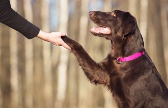 Let’s Talk: The Business of Dog Training The Business of Dog Training