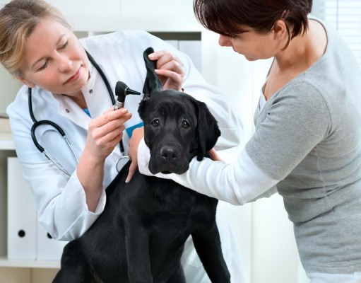 Dog Product-Related Health Issues That Vets Often Run Into What Dog Product Related Issues Do Vets See Most Often