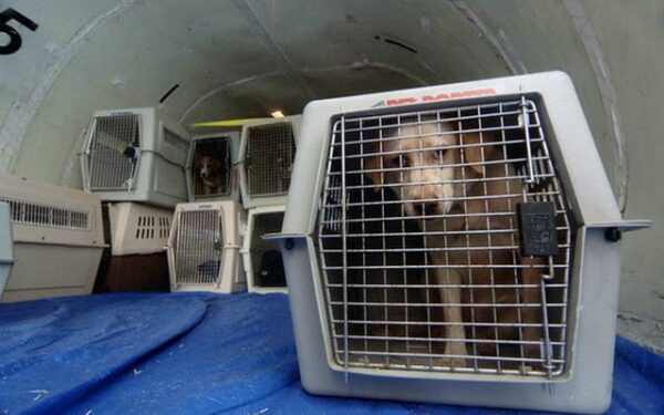 Woman Kicked Off Plane For Refusing to Put Her Dog in a Carrier – Top ...