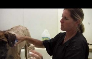 Brush Your Pet Gently and More Effectively With This Innovative Grooming Tool