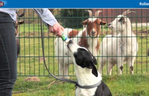 Train Your Dog Without Overloading His Diet with Calories