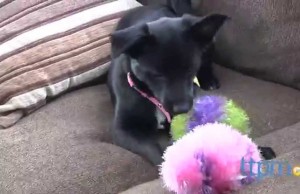 OoMaLoo Plush Dog Toys Are Hand-Crocheted In Istanbul