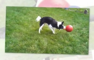 If You Have a Tugger, Chewer, or Swimmer This Toy is What You Need