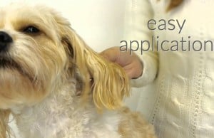 These Essential Oils Help Your Dog Feel Calm and Relaxed