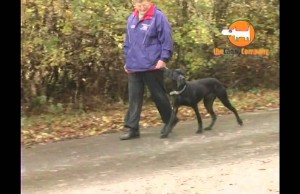 Put An End to Pulling with The Canny Collar